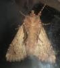 Mniotype solieri